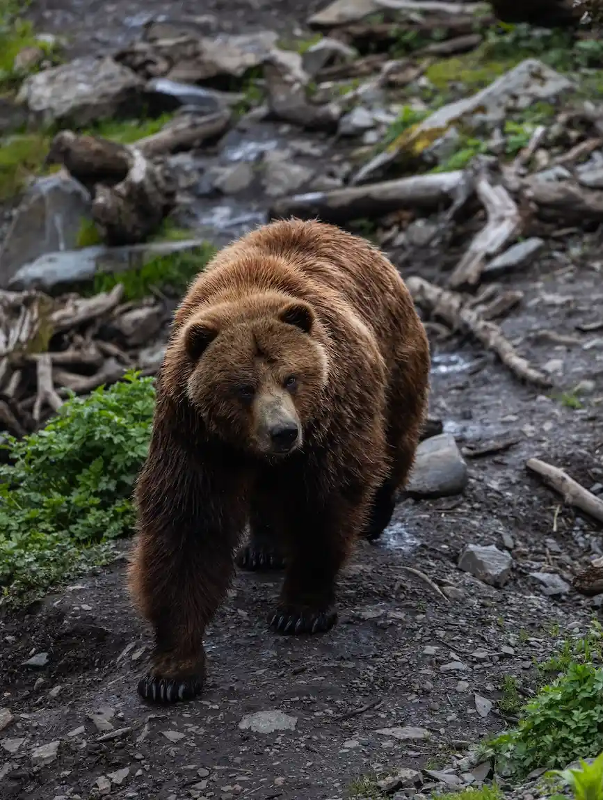 Kodiak bears in Alaska with Oceania Cruises